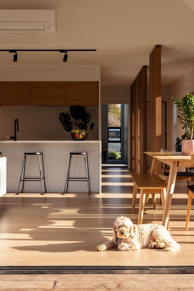 Sunlit open-plan contemporary interior combining a kitchen, dining area and circulation zone. The kitchen has warm timber upper cabinetry, a pale hexagonal tile splashback, white island cabinetry and a dark benchtop, with two slim black stools. A timber dining table and chairs sit beside vertical timber screening and a large indoor plant. Warm timber flooring, strong linear sunlight and full-height openings create an inviting connection to the outdoors. A dog is present in the foreground.