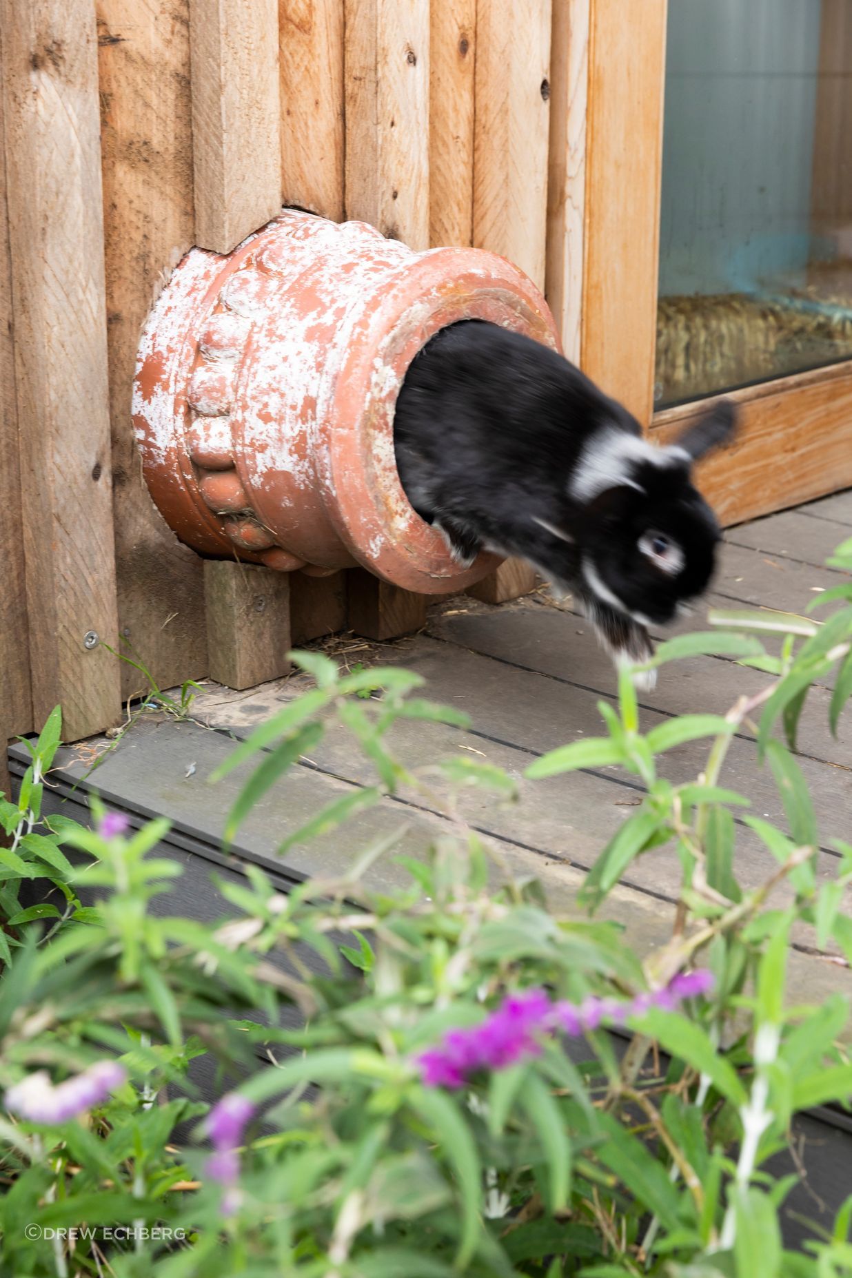 Custom design rabbit run