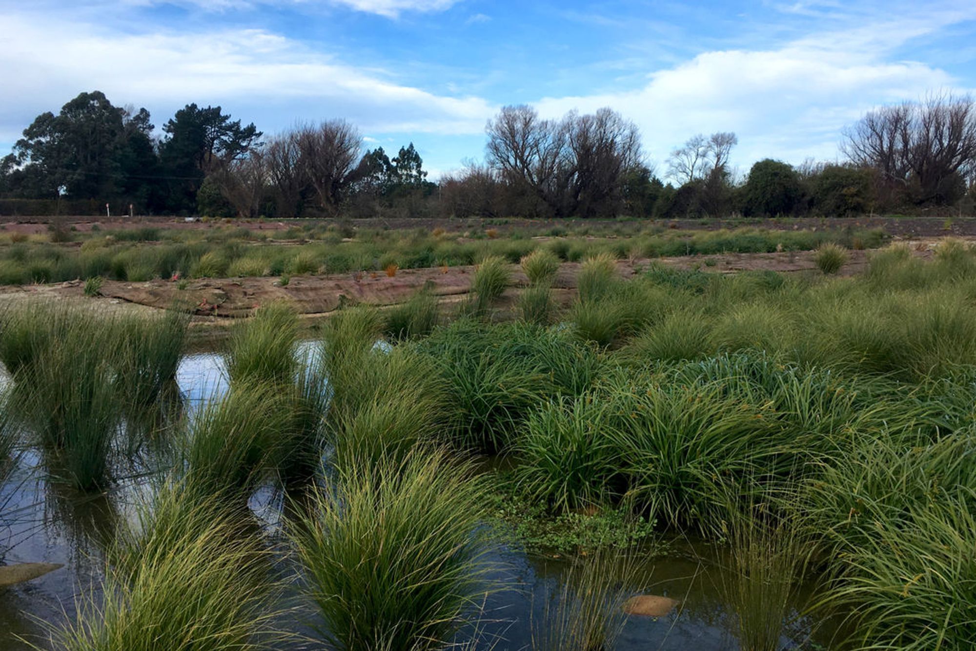 Townsend Fields