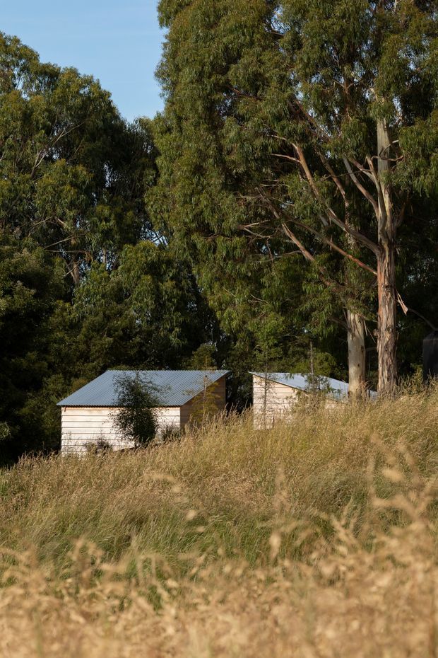 Exterior landscape view of two small, simple light-coloured weatherboard buildings with corrugated metal pitched roofs, partially hidden among tall dry grass and mature eucalyptus trees. The scene has a rural, bush setting with warm late-afternoon light and no visible interior.