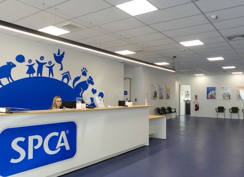 SPCA & Doggy Daycare Hobsonville