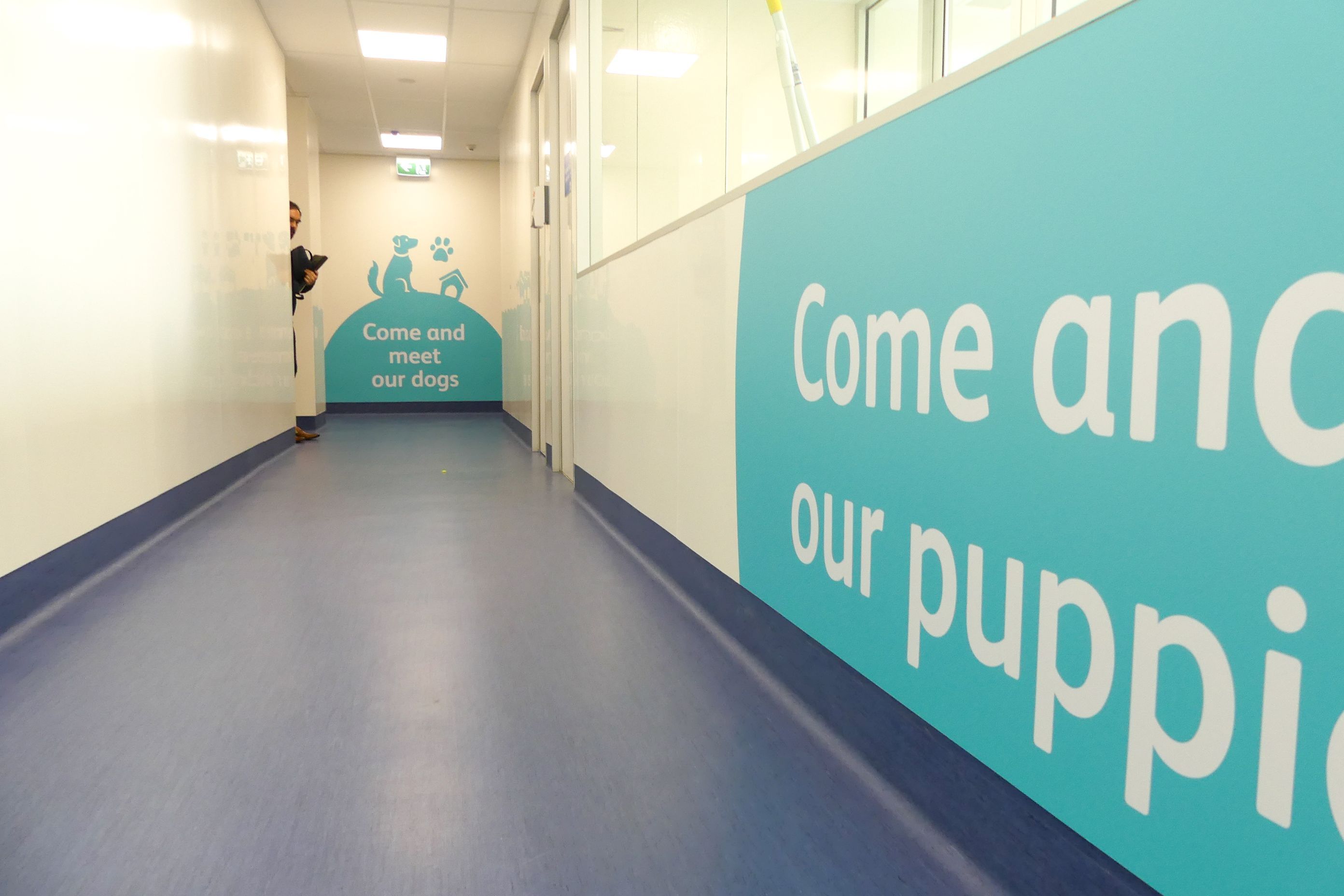 SPCA & Doggy Daycare Hobsonville
