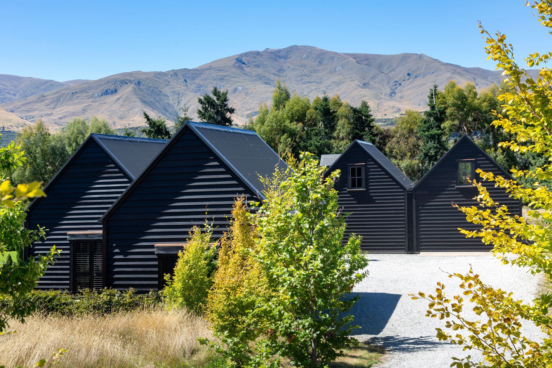 Bendemeer Black Beauty