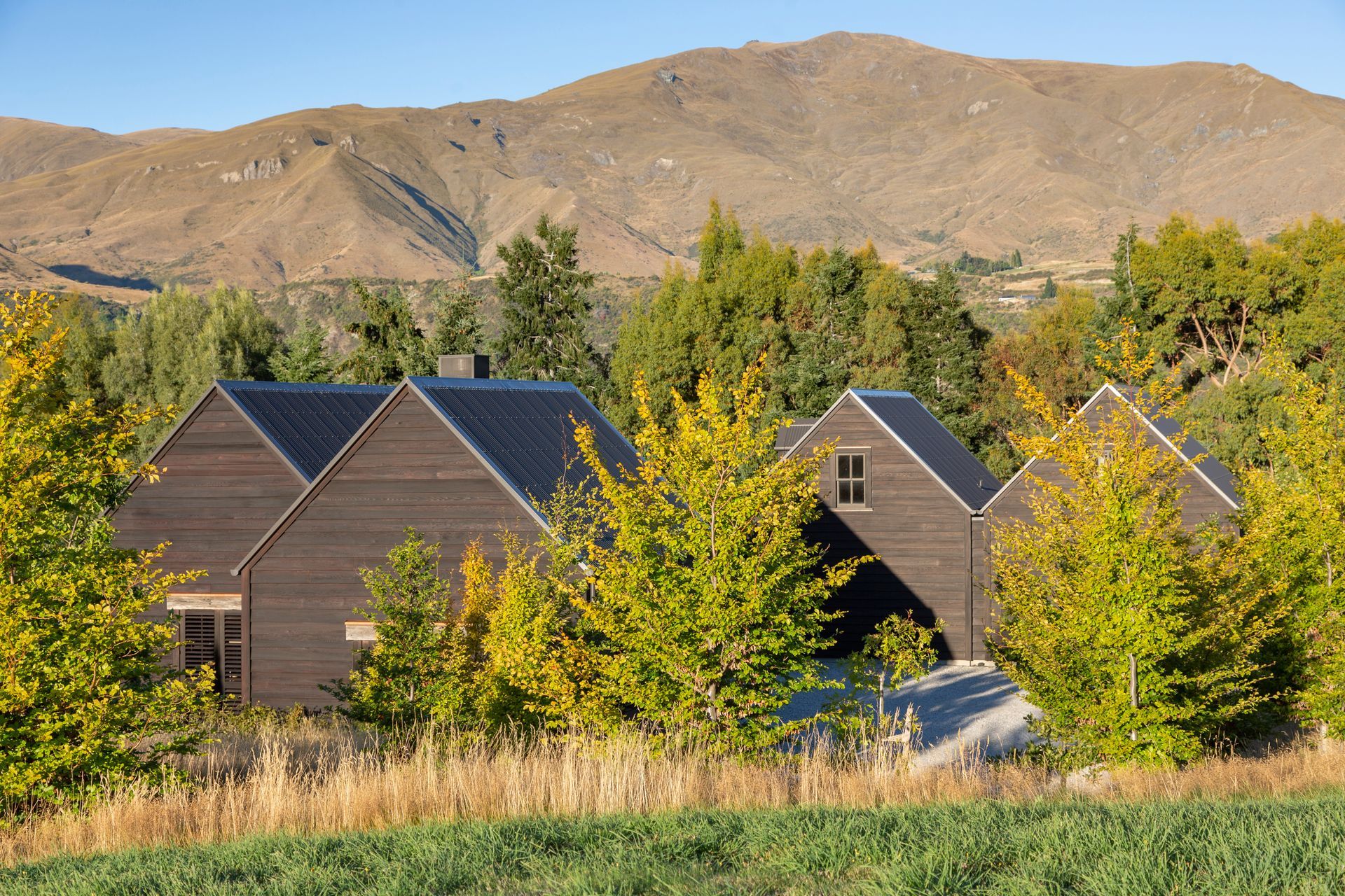 Bendemeer Black Beauty