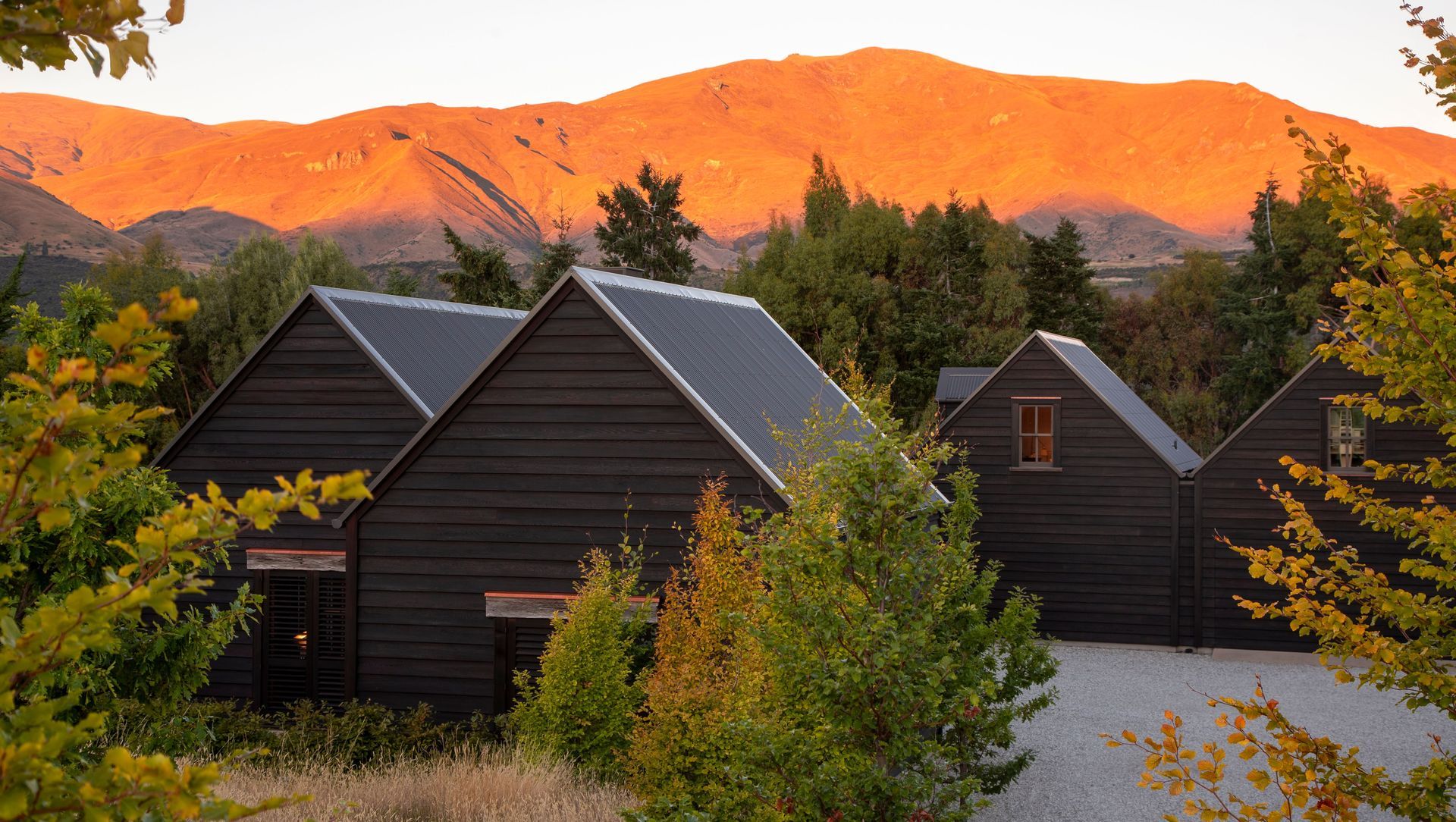 Bendemeer Black Beauty banner