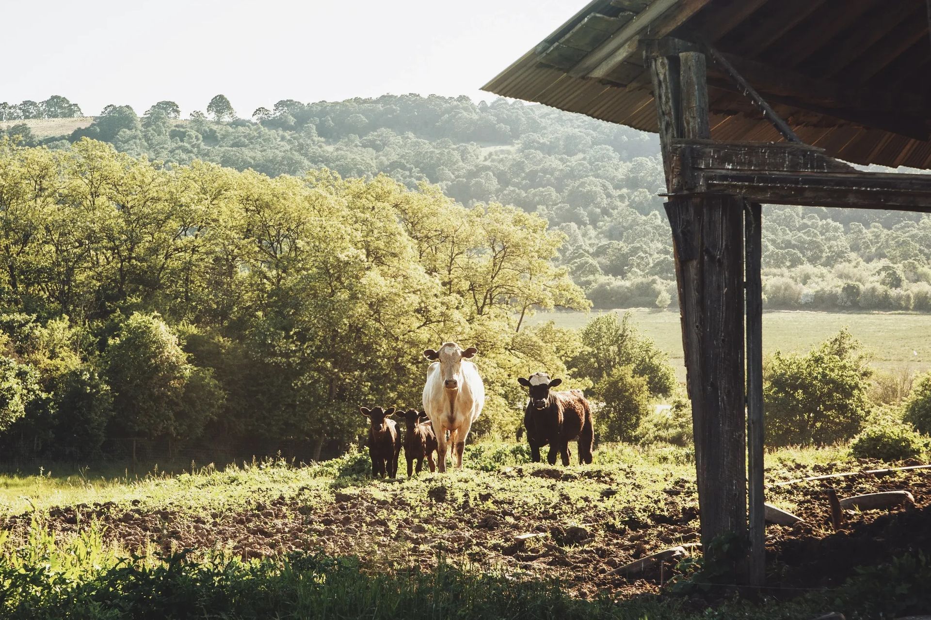 imgi126StudioCampo-LeftCoast-LaurelDailey-7-ap-compressed.jpg