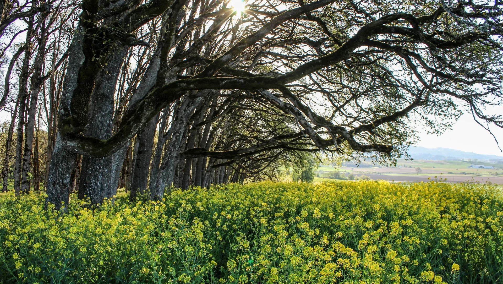 Left Coast Estate & Winery banner