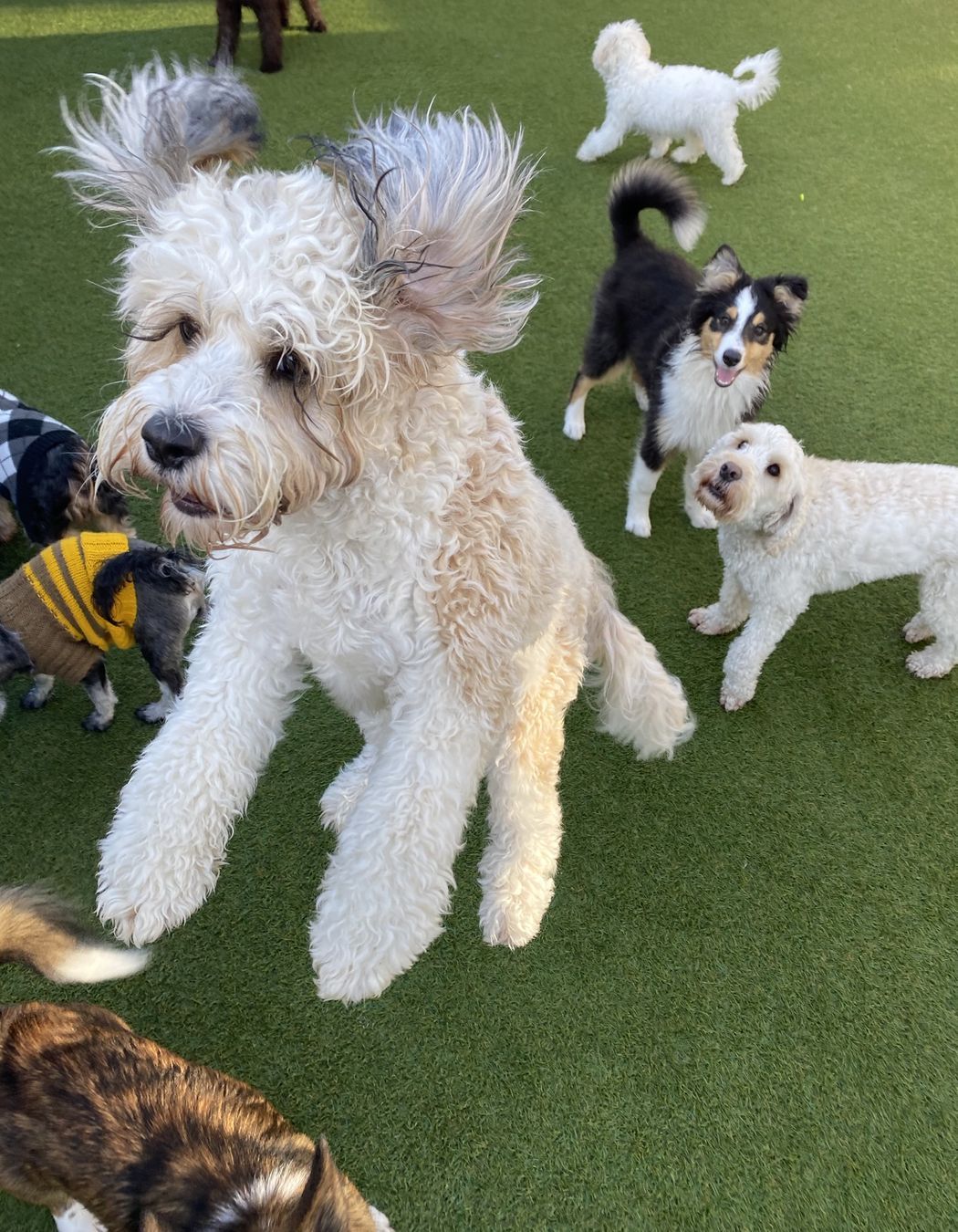 Paws Wellbeing Centre