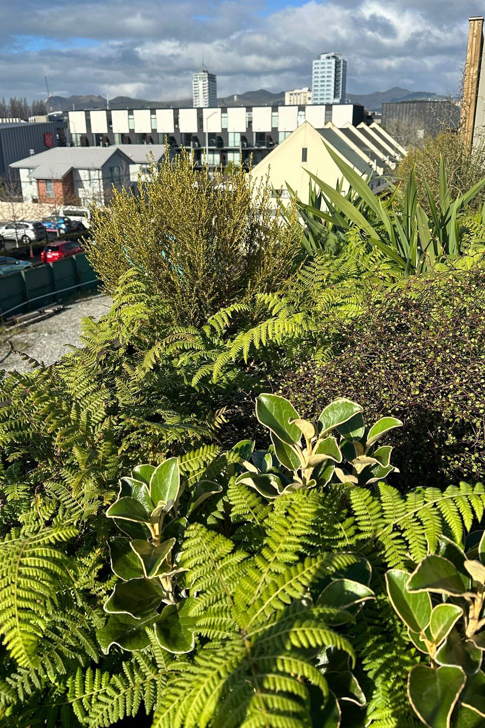 BotanicLandscape-ArchitectsCommunityYouthHub8.jpg