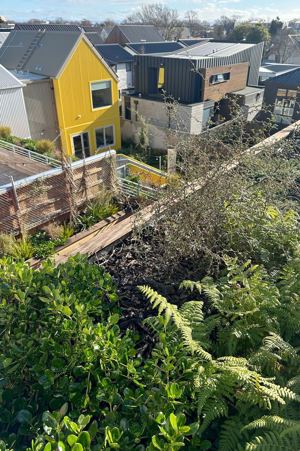 BotanicLandscape-ArchitectsCommunityYouthHub9.jpg