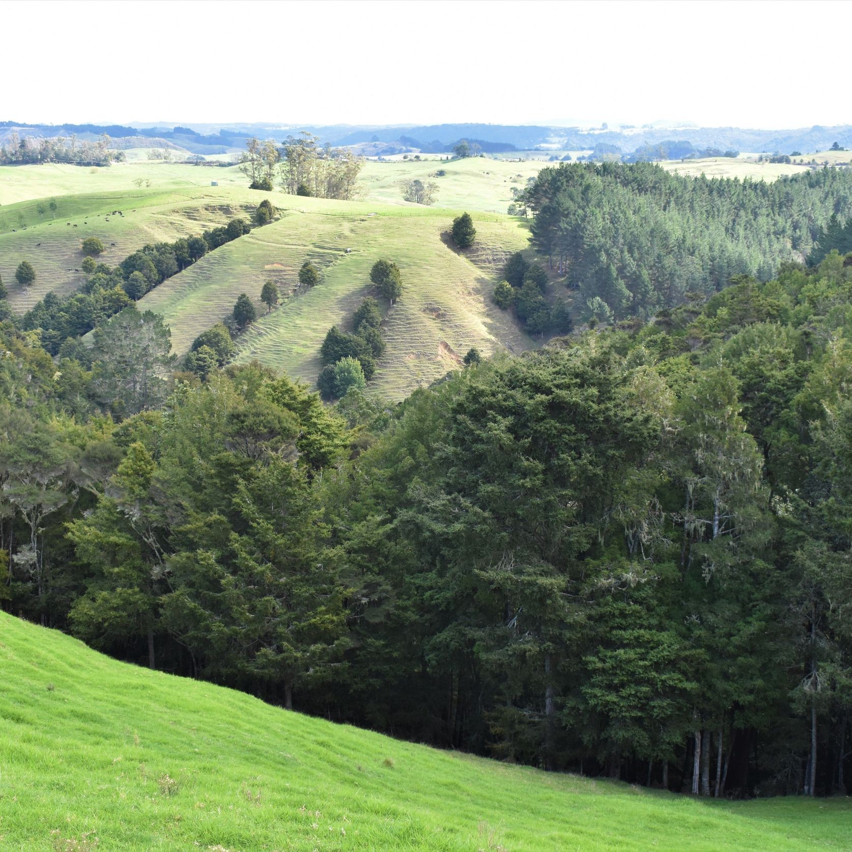 JSC Farm Totara gallery detail image