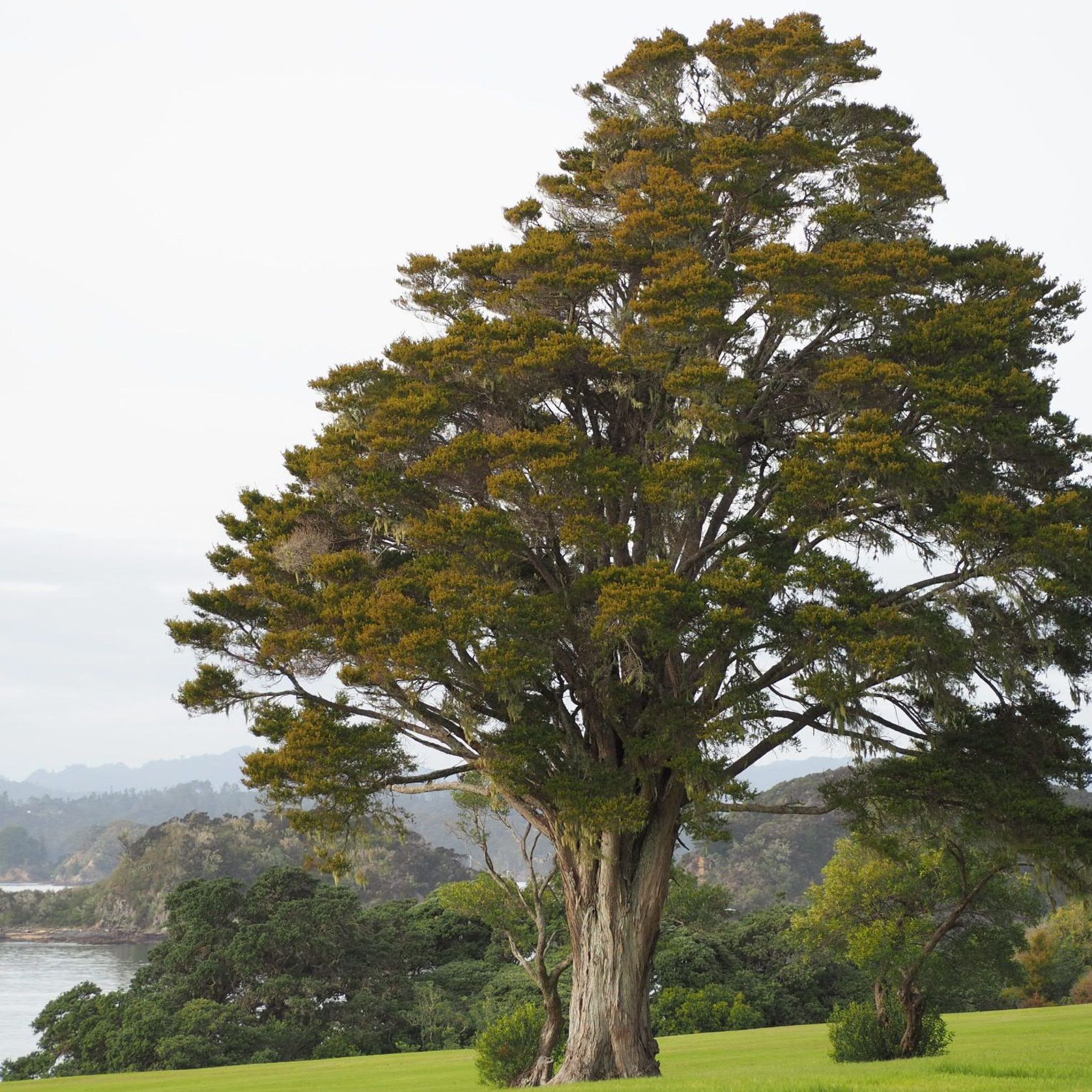 JSC Farm Totara gallery detail image