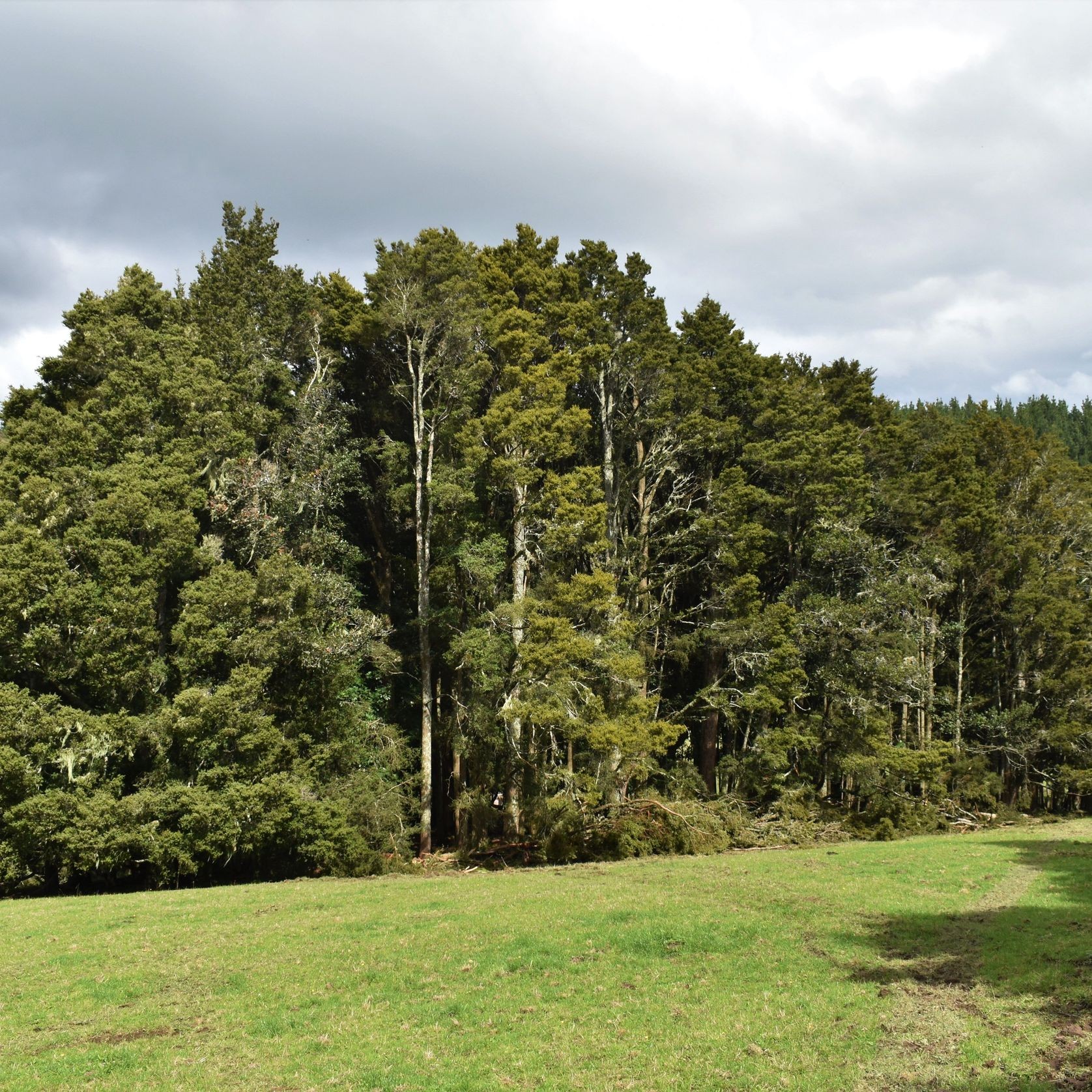 JSC Farm Totara gallery detail image