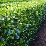 LIVING BOUNDARY™ – mid-height instant hedge range. gallery detail image