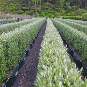 LIVING BOUNDARY™ – mid-height instant hedge range. gallery detail image