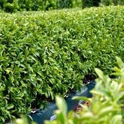 LIVING BOUNDARY™ – mid-height instant hedge range. gallery detail image