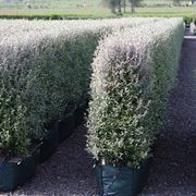 LIVING BOUNDARY™ – mid-height instant hedge range. gallery detail image