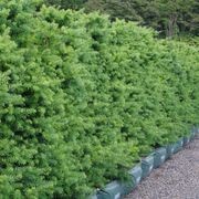 LIVING SCREEN™ – tall-growing instant hedge range. gallery detail image