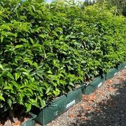 LIVING SCREEN™ – tall-growing instant hedge range. gallery detail image