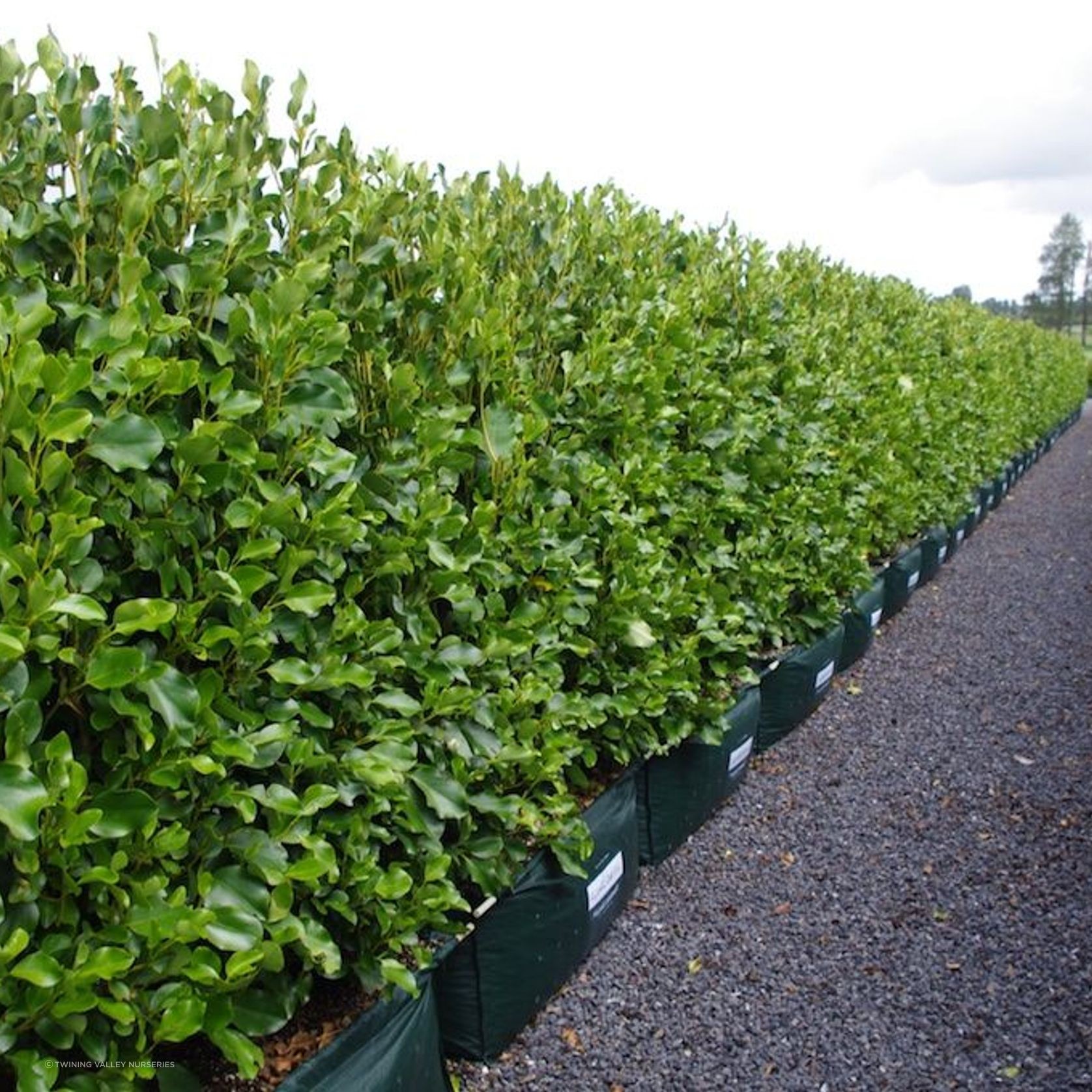 LIVING SCREEN™ – tall-growing instant hedge range. gallery detail image