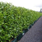 LIVING SCREEN™ – tall-growing instant hedge range. gallery detail image