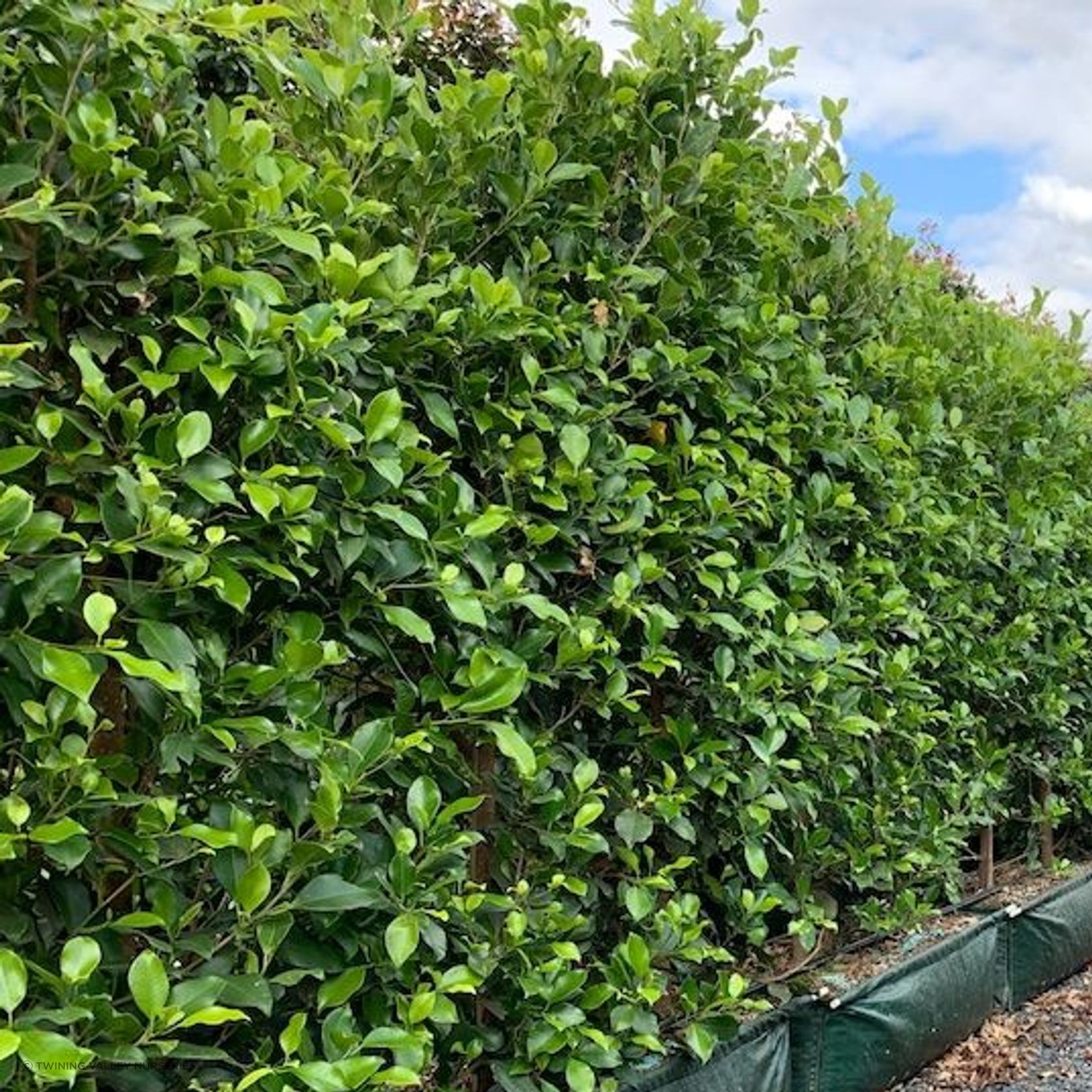 Living Screen™ – tall-growing instant hedge range gallery detail image