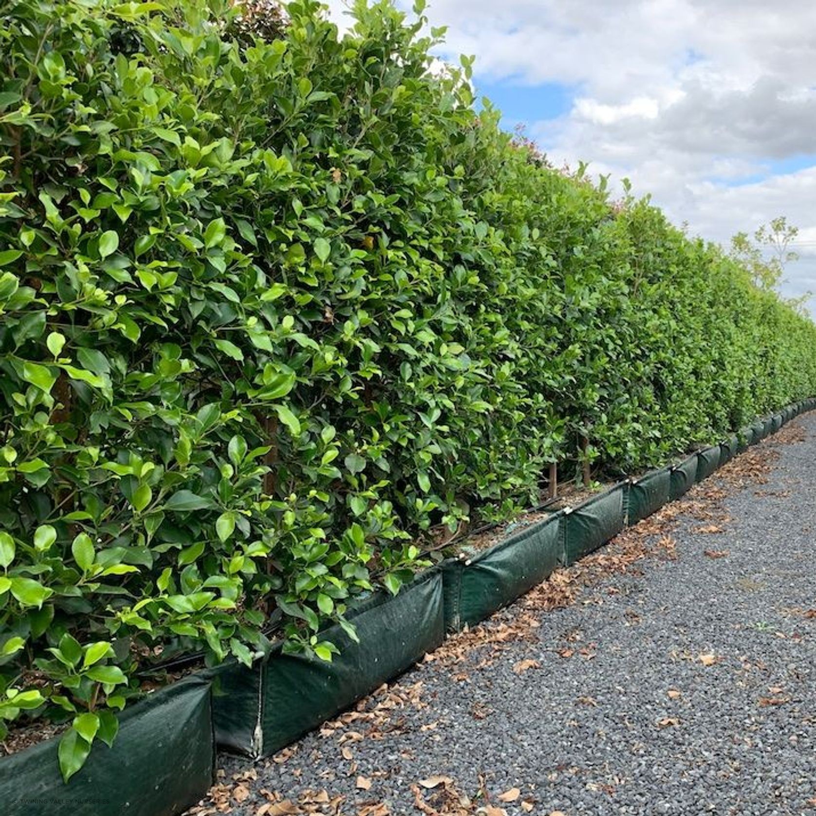 LIVING SCREEN™ – tall-growing instant hedge range. gallery detail image