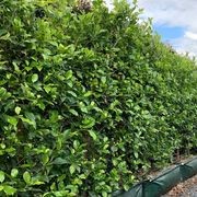 Living Screen™ – tall-growing instant hedge range gallery detail image
