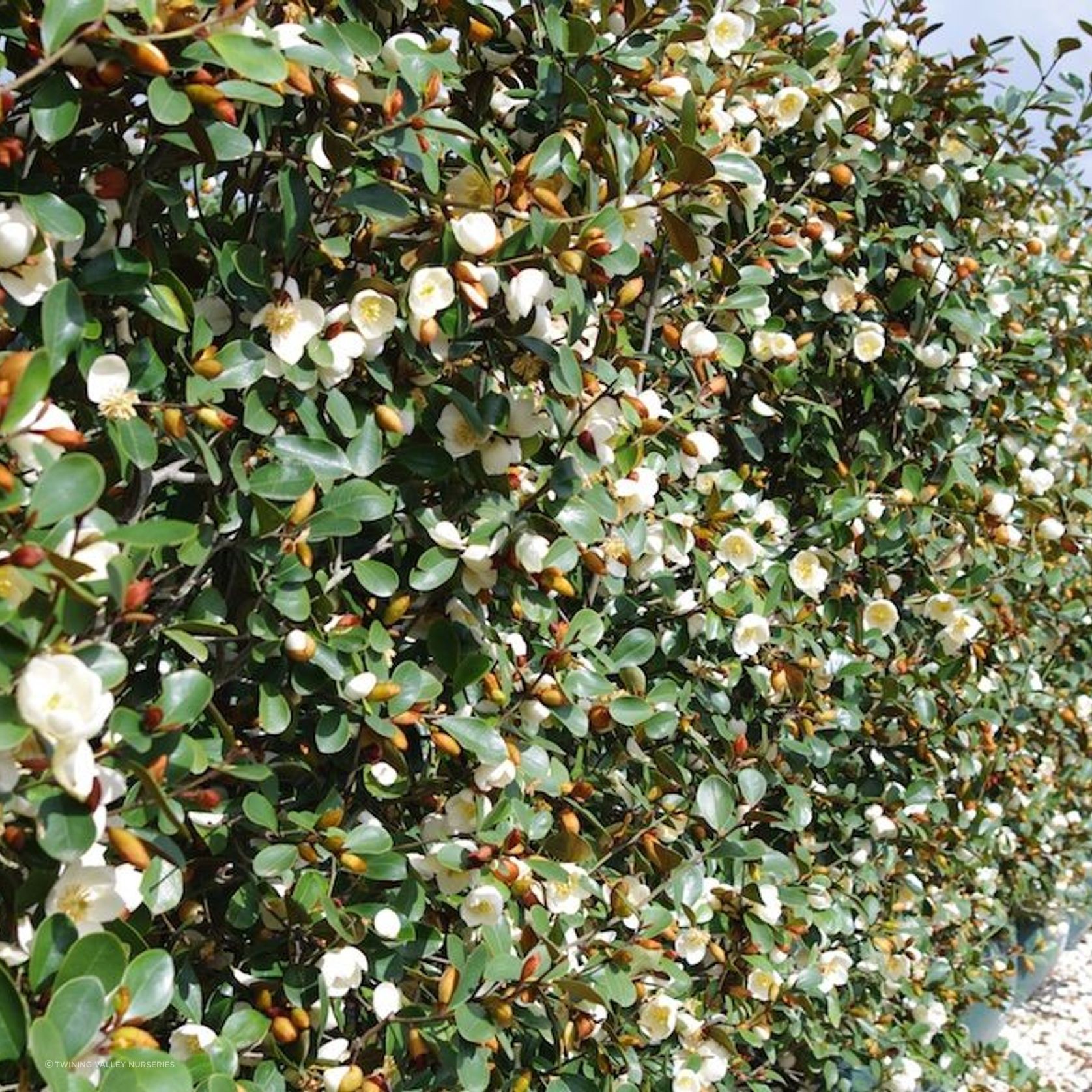 LIVING SCREEN™ – tall-growing instant hedge range. gallery detail image