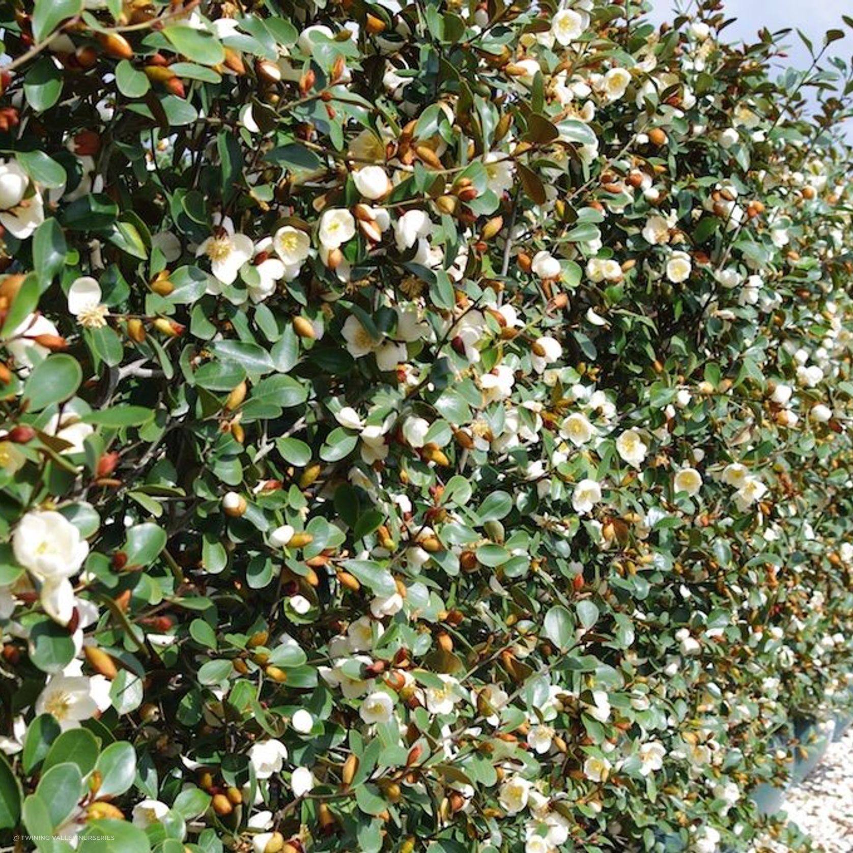 LIVING SCREEN™ – tall-growing instant hedge range. gallery detail image