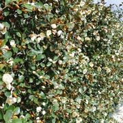 LIVING SCREEN™ – tall-growing instant hedge range. gallery detail image