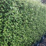 LIVING SCREEN™ – tall-growing instant hedge range. gallery detail image