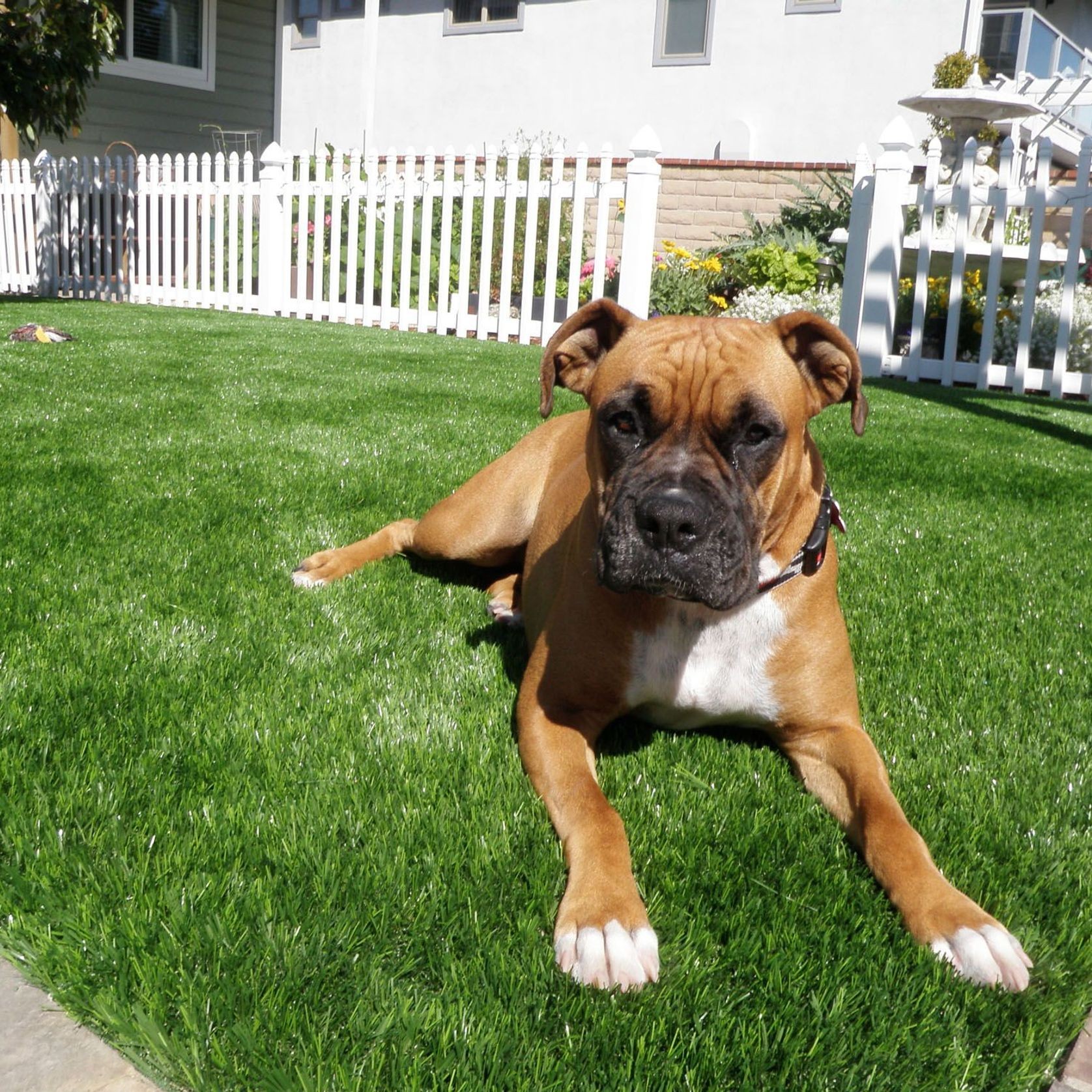 Turf for Pets gallery detail image