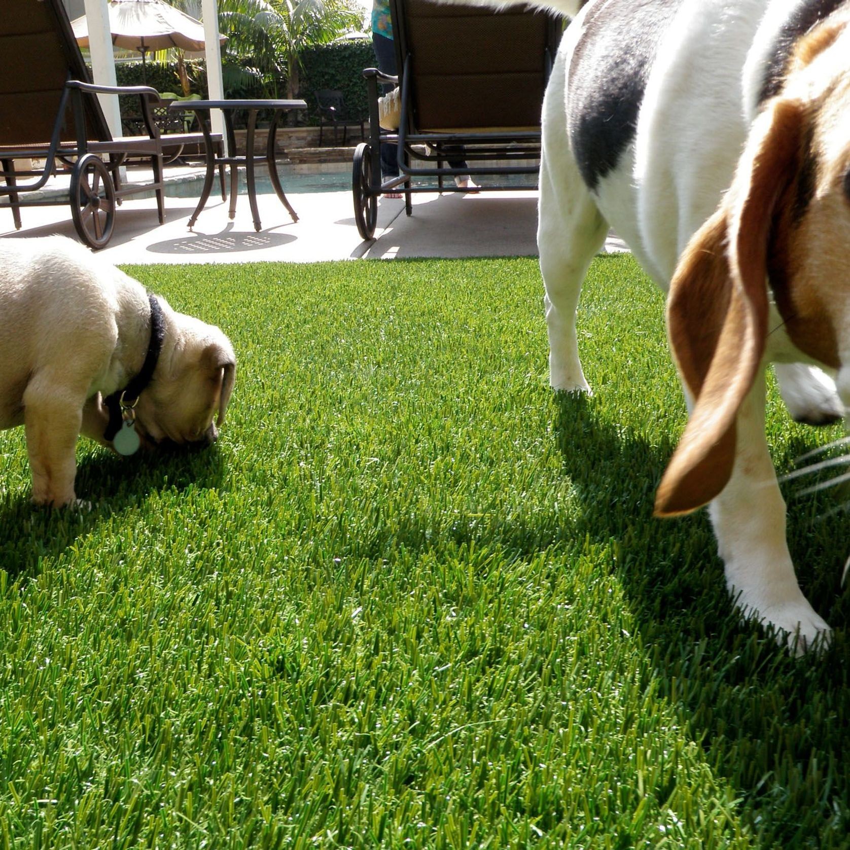 Turf for Pets gallery detail image