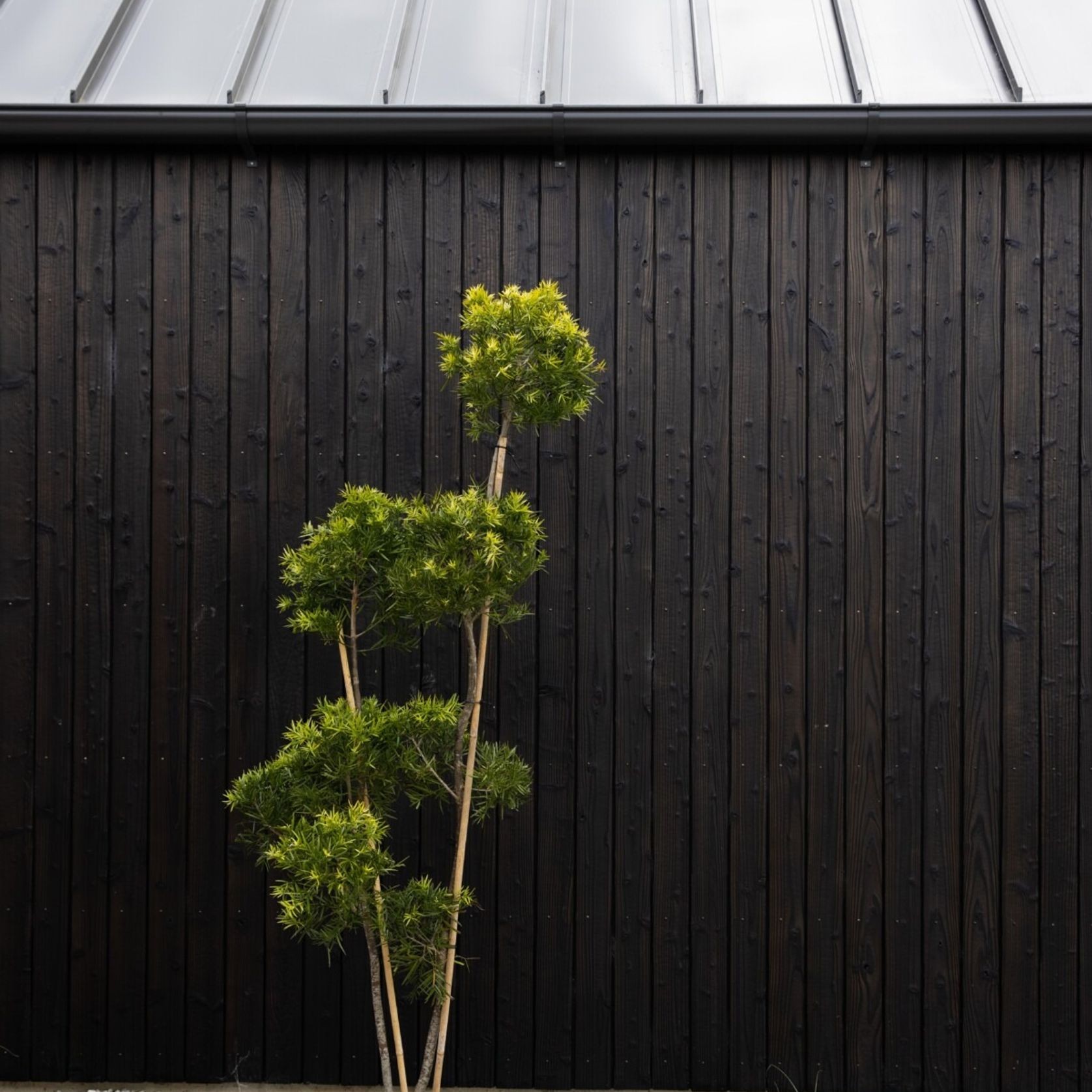 Japanese Cedar Exterior Cladding gallery detail image
