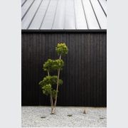 Japanese Cedar Exterior Cladding gallery detail image