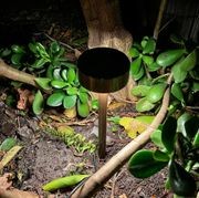 Nocturnal Beetle Garden Light gallery detail image