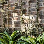 Krause Standard Bricks gallery detail image