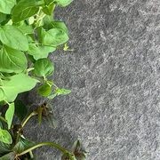 Bluestone Nebula Basalt gallery detail image