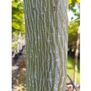 Acer capillipes | Snake Bark Maple gallery detail image