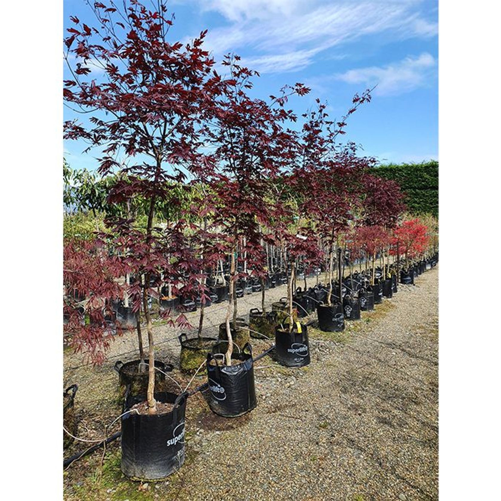 Acer palmatum 'Bloodgood' | Red Japanese Maple gallery detail image