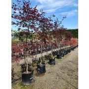 Acer palmatum 'Bloodgood' | Red Japanese Maple gallery detail image