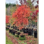 Acer palmatum 'Bloodgood' | Red Japanese Maple gallery detail image