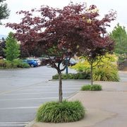 Acer palmatum 'Bloodgood' | Red Japanese Maple gallery detail image