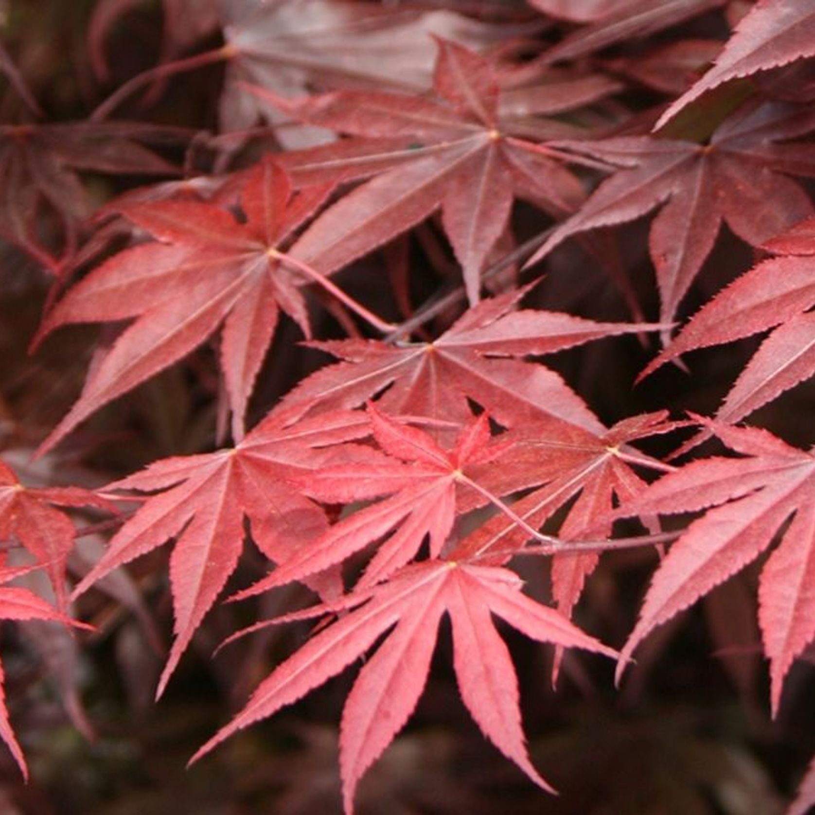 Acer palmatum 'Bloodgood' | Red Japanese Maple gallery detail image