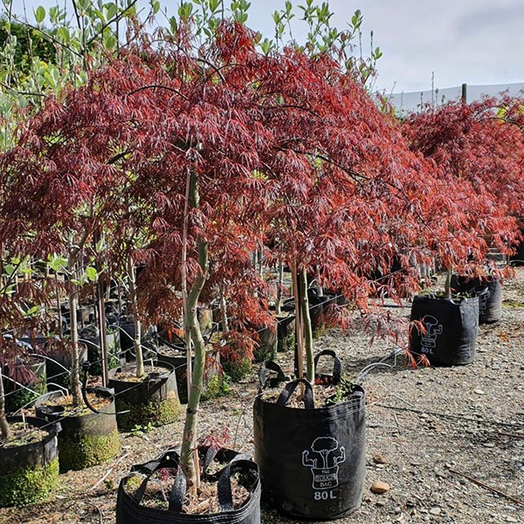 Acer palmatum 'Tamukeyama' | Red Weeping Maple gallery detail image