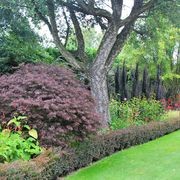 Acer palmatum 'Tamukeyama' | Red Weeping Maple gallery detail image