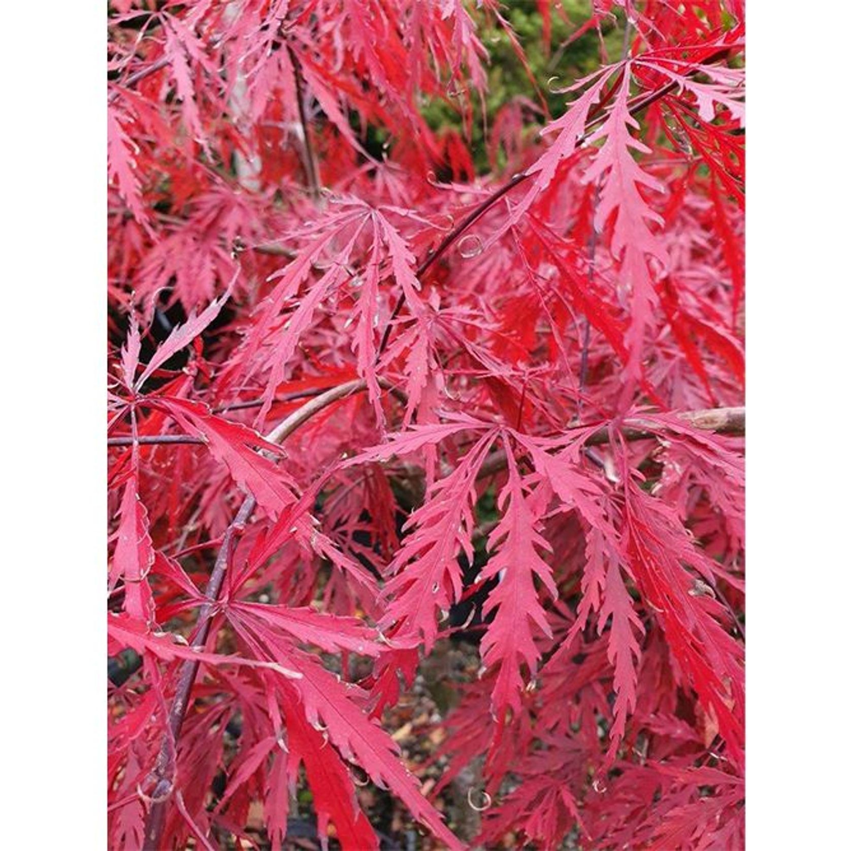 Acer palmatum 'Tamukeyama' | Red Weeping Maple gallery detail image