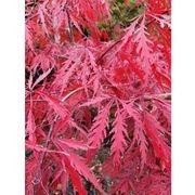 Acer palmatum 'Tamukeyama' | Red Weeping Maple gallery detail image