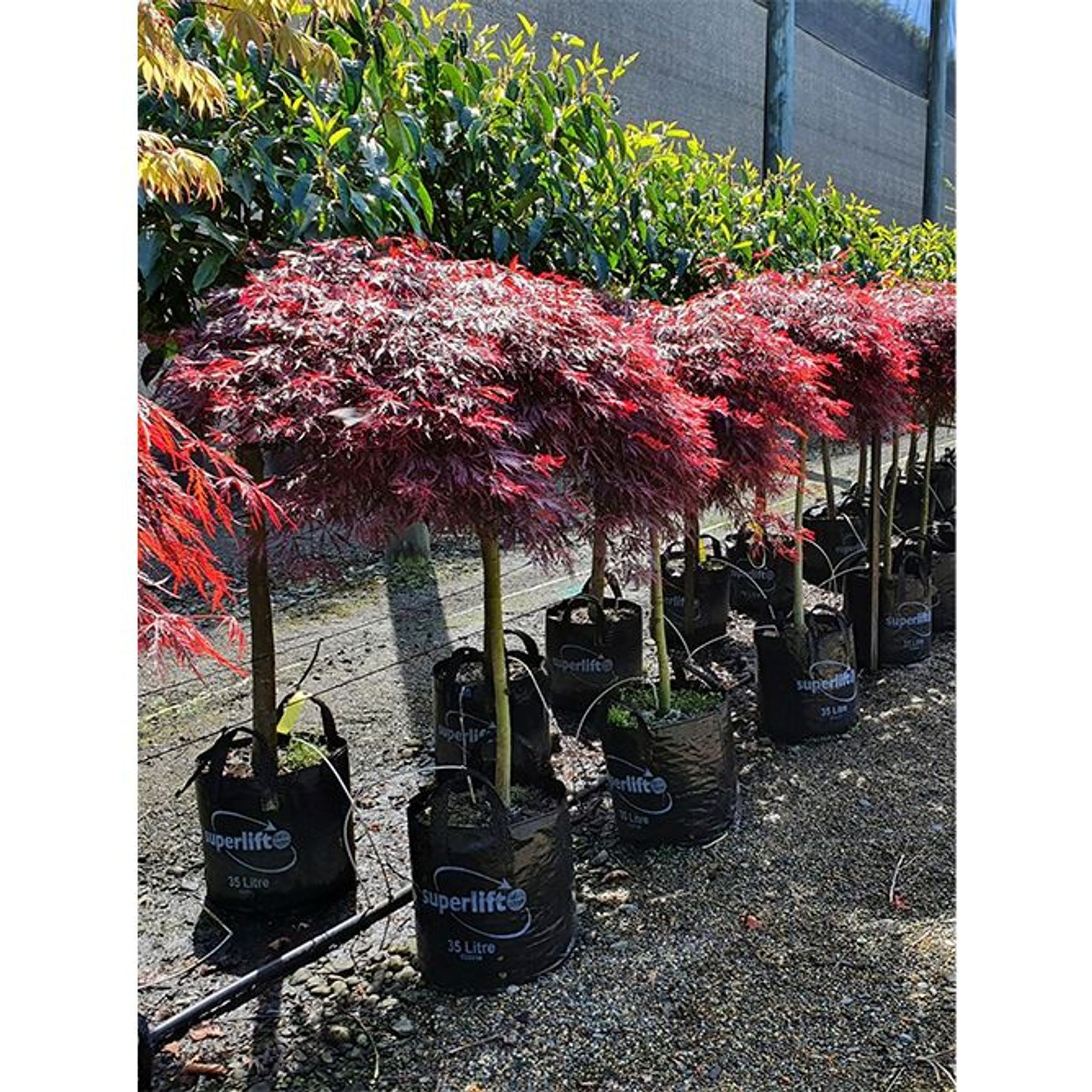 Acer palmatum 'Tamukeyama' | Red Weeping Maple gallery detail image